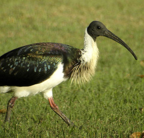 Toowoomba Bicentennial Waterbird Habitat - Redcliffe Tourism 0