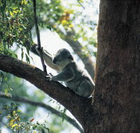 Daisy Hill Conservation Park - Redcliffe Tourism