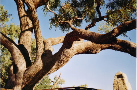 Burke And Wills Dig Tree - Redcliffe Tourism 1