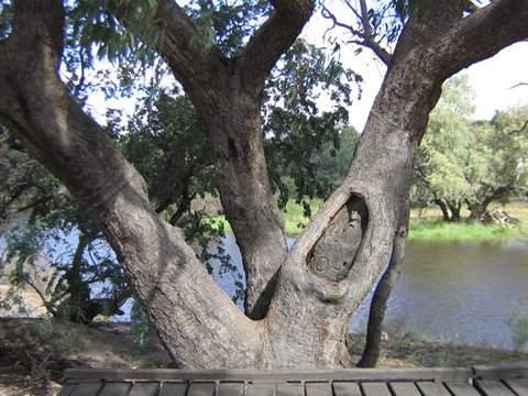 Burke And Wills Dig Tree - Redcliffe Tourism 2