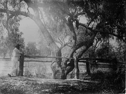Burke And Wills Dig Tree - Redcliffe Tourism 4