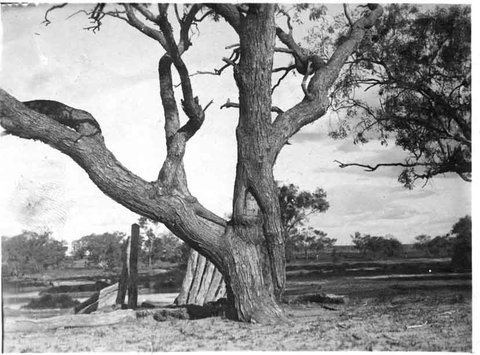 Burke And Wills Dig Tree - Redcliffe Tourism 5