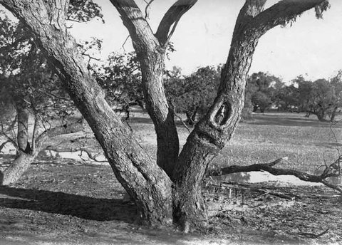 Burke And Wills Dig Tree - Redcliffe Tourism 6