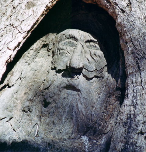 Burke And Wills Dig Tree - Redcliffe Tourism 7