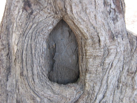 Burke And Wills Dig Tree - Redcliffe Tourism 10