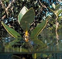 Jawbone Marine Sanctuary - Redcliffe Tourism