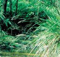 Lerderderg State Park - Redcliffe Tourism