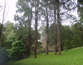 Mount Dandenong Arboretum - Redcliffe Tourism 0