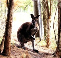 Great Ocean Road Wildlife Park - Redcliffe Tourism