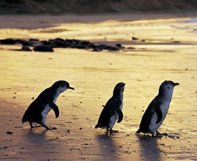 Phillip Island Nature Park - Redcliffe Tourism 0