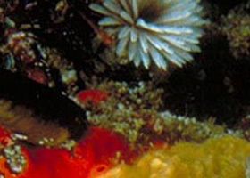 Point Cooke Marine Sanctuary - Redcliffe Tourism 0