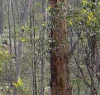 Heathcote-Graytown National Park - Redcliffe Tourism