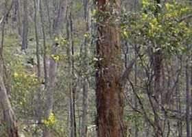 Heathcote-Graytown National Park - Redcliffe Tourism 0