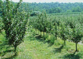 Pettys Orchard - Redcliffe Tourism 0