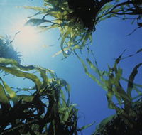 Marengo Reefs Marine Sanctuary - Redcliffe Tourism
