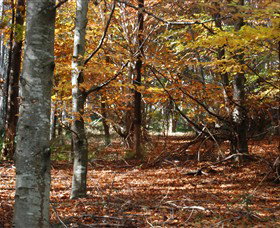 RJ Hamer Arboretum - Redcliffe Tourism 0