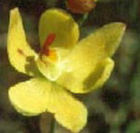 Langwarrin Flora and Fauna Reserve - Redcliffe Tourism