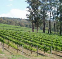 Piedmont Vineyard - Redcliffe Tourism