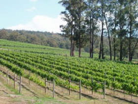 Piedmont Vineyard - Redcliffe Tourism 0