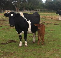 Animal Land Children's Farm - Redcliffe Tourism
