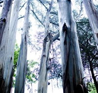 Dandenong Ranges National Park - Redcliffe Tourism