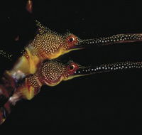Eagle Rock Marine Sanctuary - Redcliffe Tourism