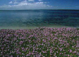 The Lakes National Park - Redcliffe Tourism 0