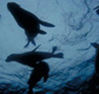 The Arches Marine Sanctuary - Redcliffe Tourism