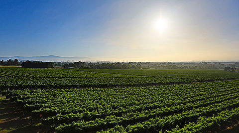 GREENSTONE VINEYARDS - Redcliffe Tourism 0