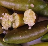 Sandy Creek Olives and Finger Limes - Redcliffe Tourism