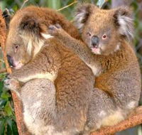 Shoalhaven Zoo - Redcliffe Tourism