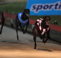 Dapto Dogs - Redcliffe Tourism