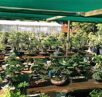 Bonsai at the Bay - Redcliffe Tourism
