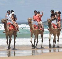 Camel Rides with Coffs Coast Camels - Redcliffe Tourism