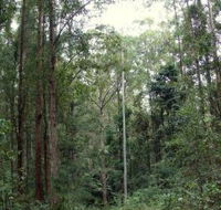 Bongil Bongil National Park - Redcliffe Tourism
