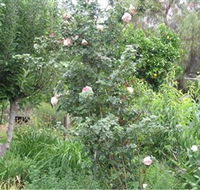 Tombstone Estate Vineyard - Redcliffe Tourism