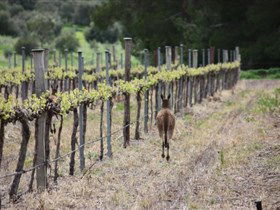 Bundaleer Wines - Redcliffe Tourism 1