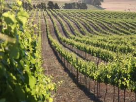 Kilikanoon Wines Cellar Door - Redcliffe Tourism 1