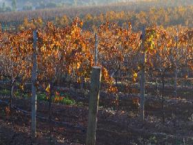 Kilikanoon Wines Cellar Door - Redcliffe Tourism 2