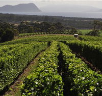Bream Creek Vineyard - Redcliffe Tourism