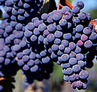 Morningside Vineyard - Redcliffe Tourism