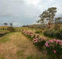 Damasque Rose Oil Farm - Redcliffe Tourism