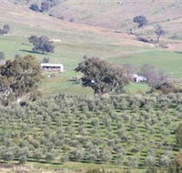 Wymah Organic Olives and Lambs - Redcliffe Tourism