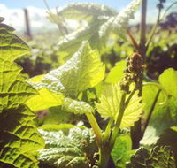 Punt Road Winery - Redcliffe Tourism