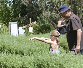 Hedgend Maze And Healesville Laser Sport - Redcliffe Tourism 2