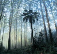 Yarra Ranges National Park - Redcliffe Tourism