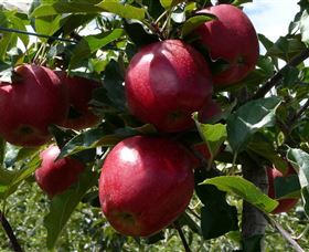 Wilgro Orchards - Redcliffe Tourism 3