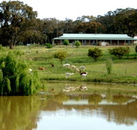 Clearview Alpacas - Redcliffe Tourism