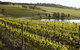 Yabby Lake Vineyard & Cellar Door - thumb 7