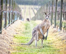 Yabby Lake Vineyard & Cellar Door - Redcliffe Tourism 8